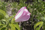 Swamp rosemallow